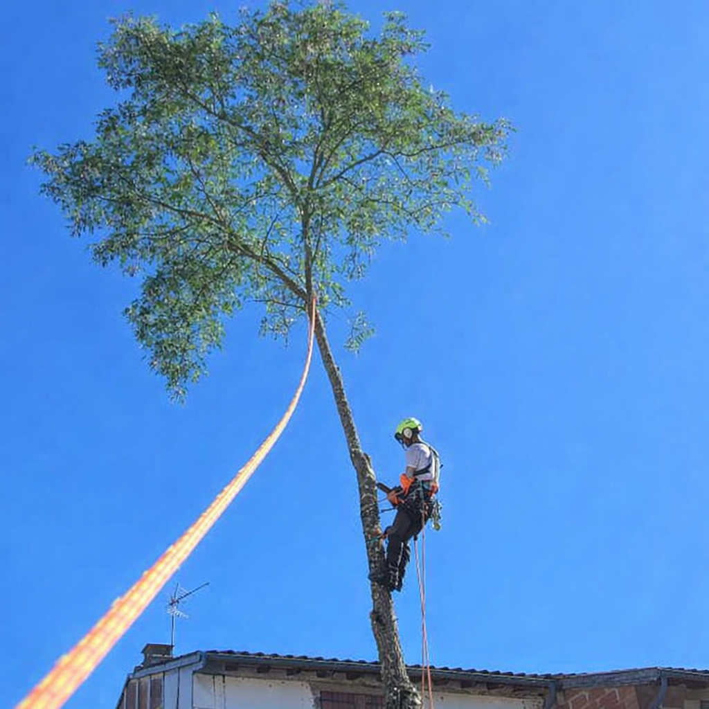 Abattage et démontage d’un arbre en hauteur à proximité d’un bâtiment