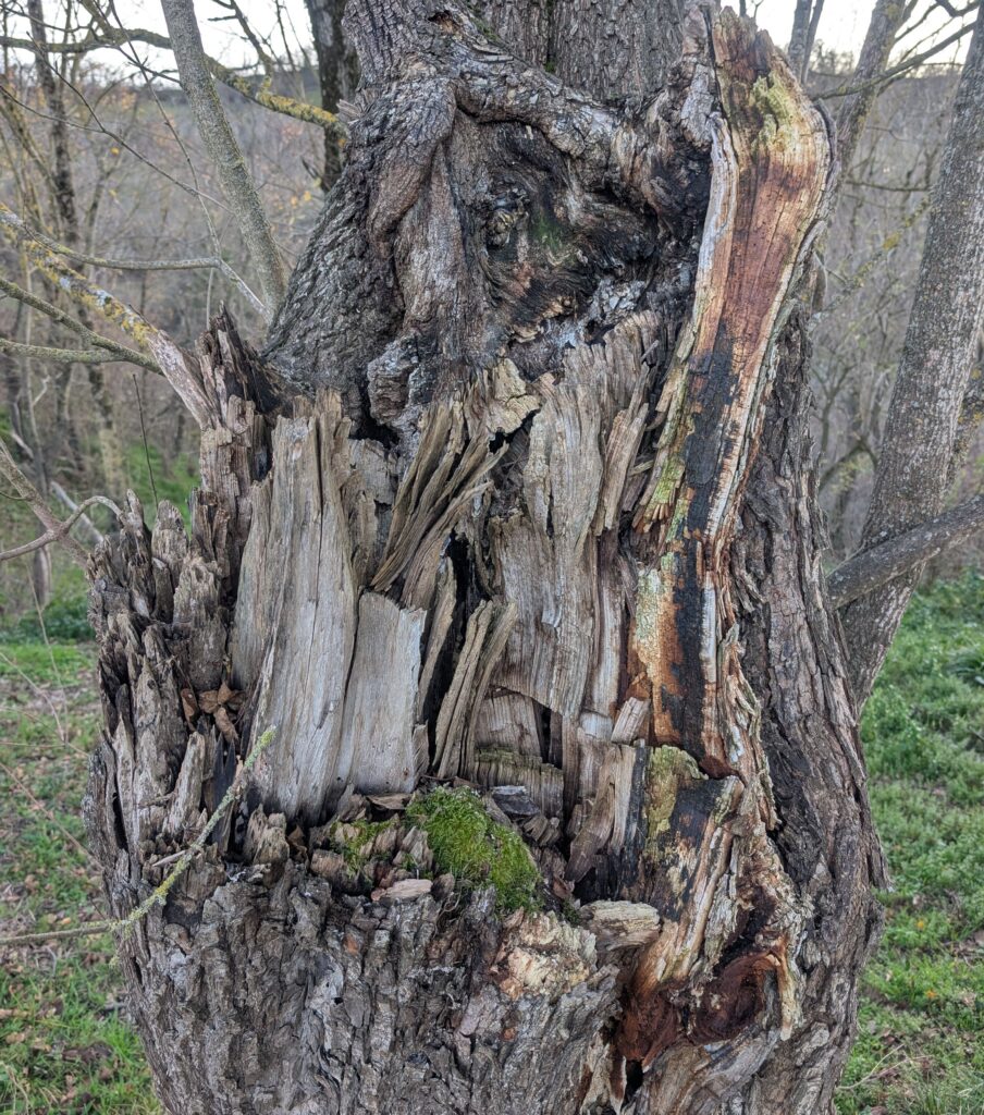 Casse charpentière sur un érable révélant un défaut structurel