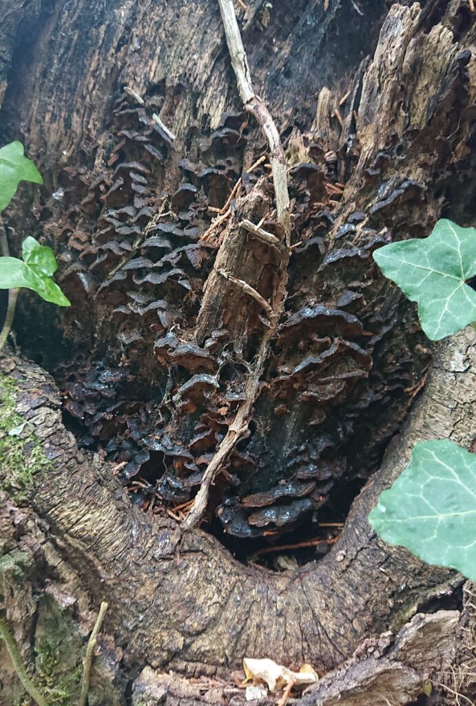 Présence d’un champignon lignivore sur le tronc d’un chêne