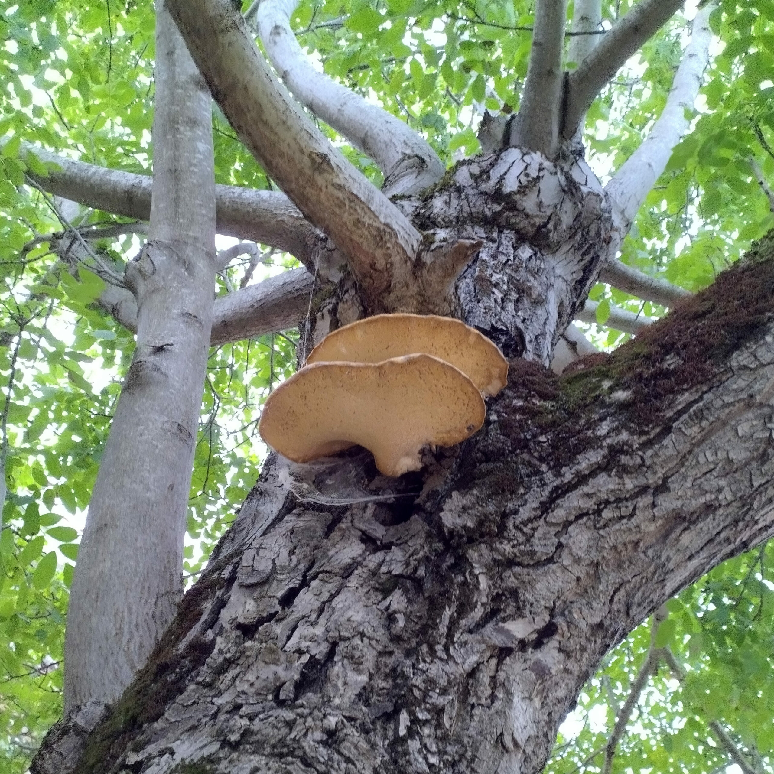 Champignon lignivore sur un noyer, signe de pourriture interne nécessitant un diagnostic arboricole