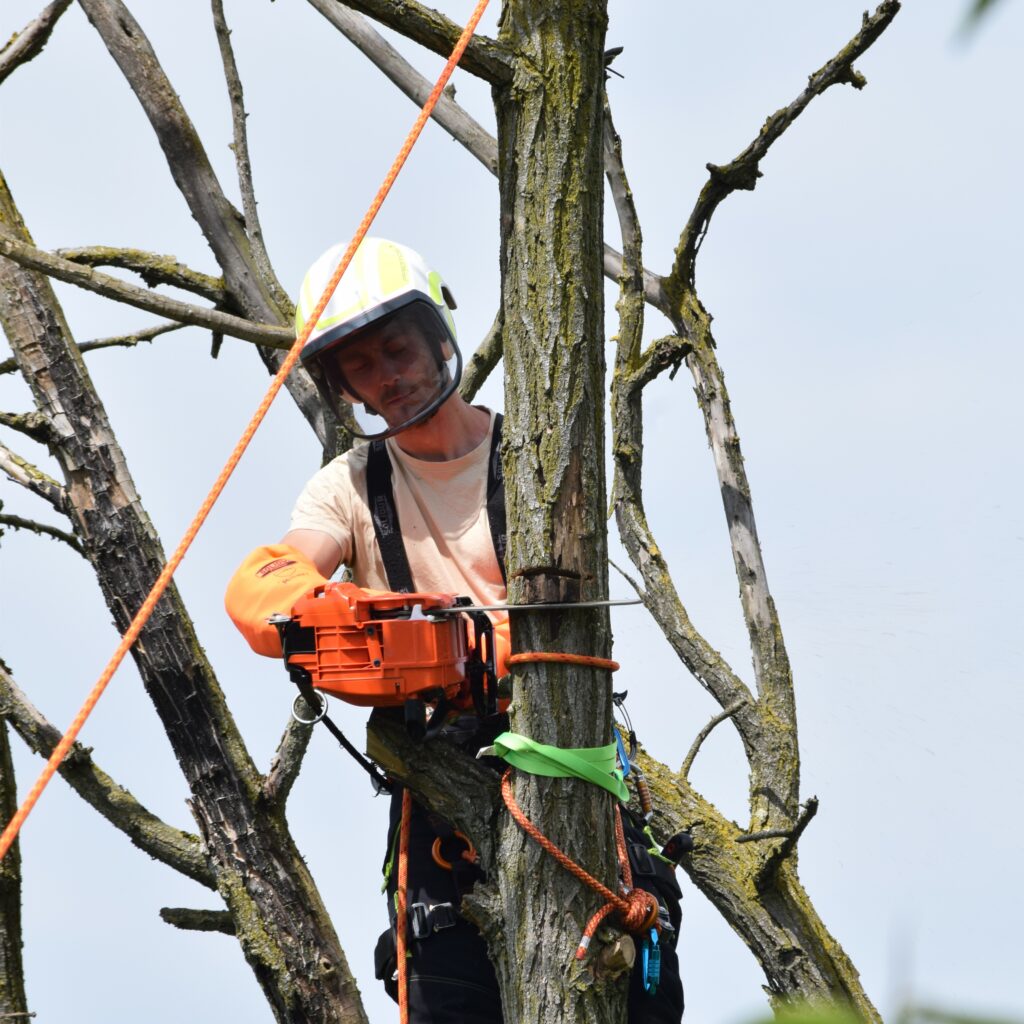 Démontage contrôlé d’un arbre avec entaille de direction