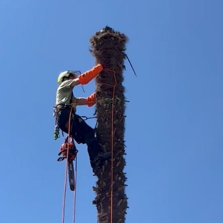 Démontage sécurisé d’un palmier par un élagueur professionnel en Ariège