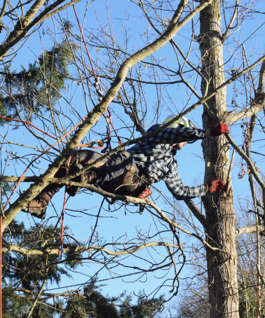 Arboriste élagueur réalisant un élagage d’arbre en Ariège