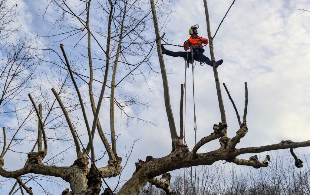 Élagueur professionnel réalisant un élagage en hauteur sur un platane