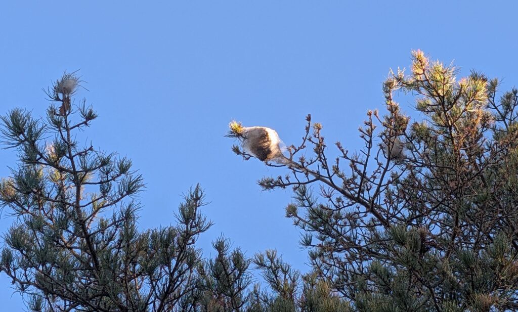 Nid de chenilles processionnaires observé sur un pin sylvestre