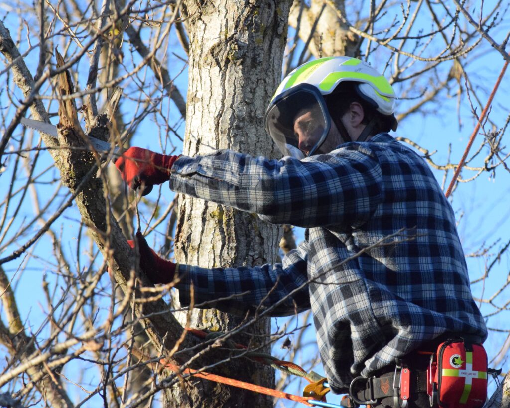 Taille douce réalisée à la scie par un élagueur professionnel