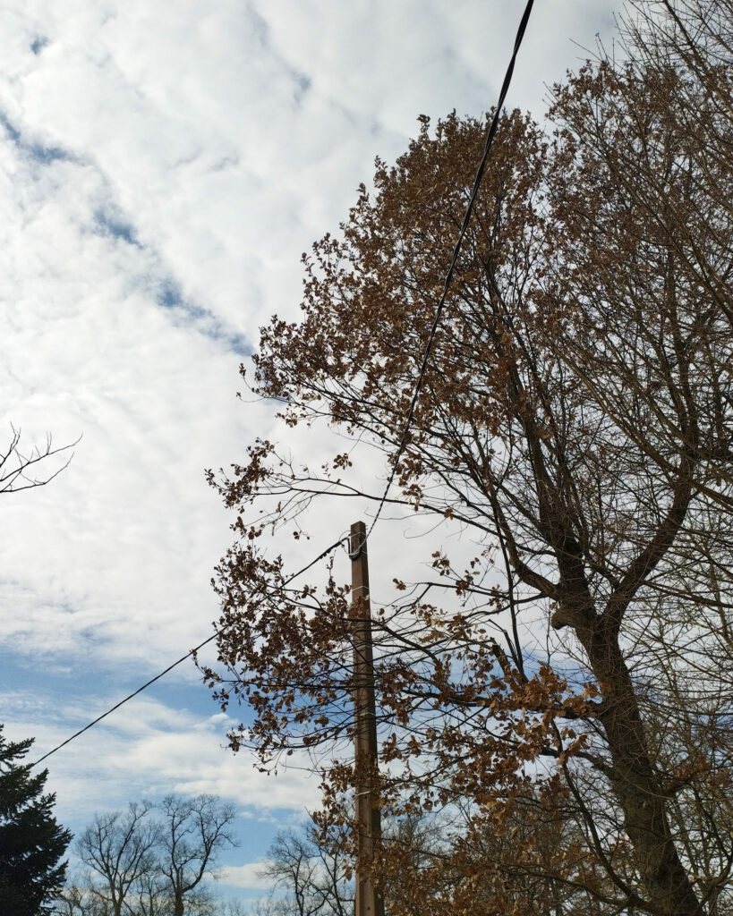 Taille raisonnée d’un arbre à proximité d’un câble électrique