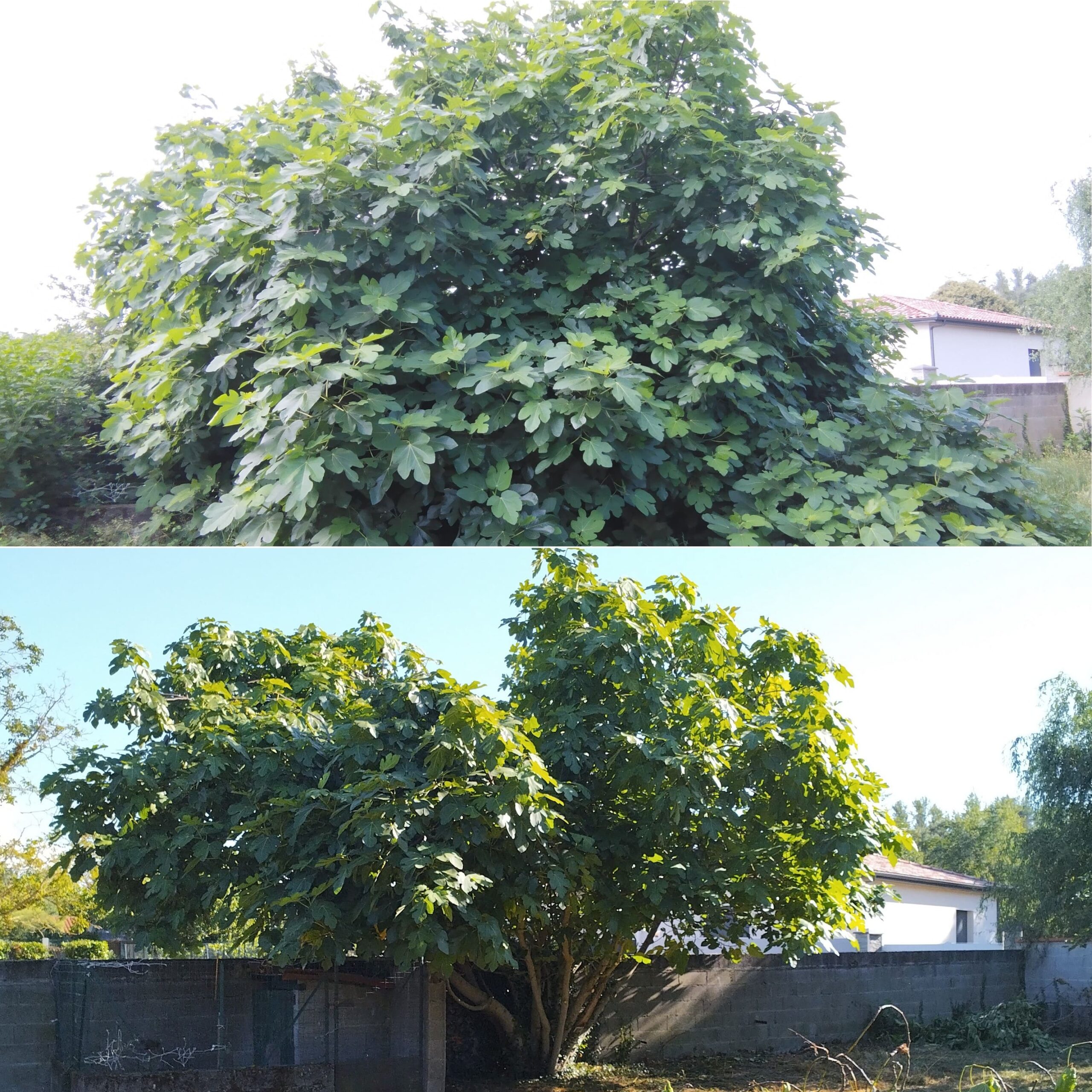 Avant et après d'une taille de réduction d’un figuier réalisée par un arboriste élagueur en Ariège