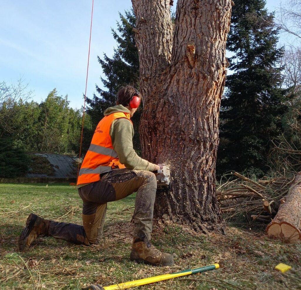 Abattage d’un arbre au sol réalisé dans le respect des règles de sécurité