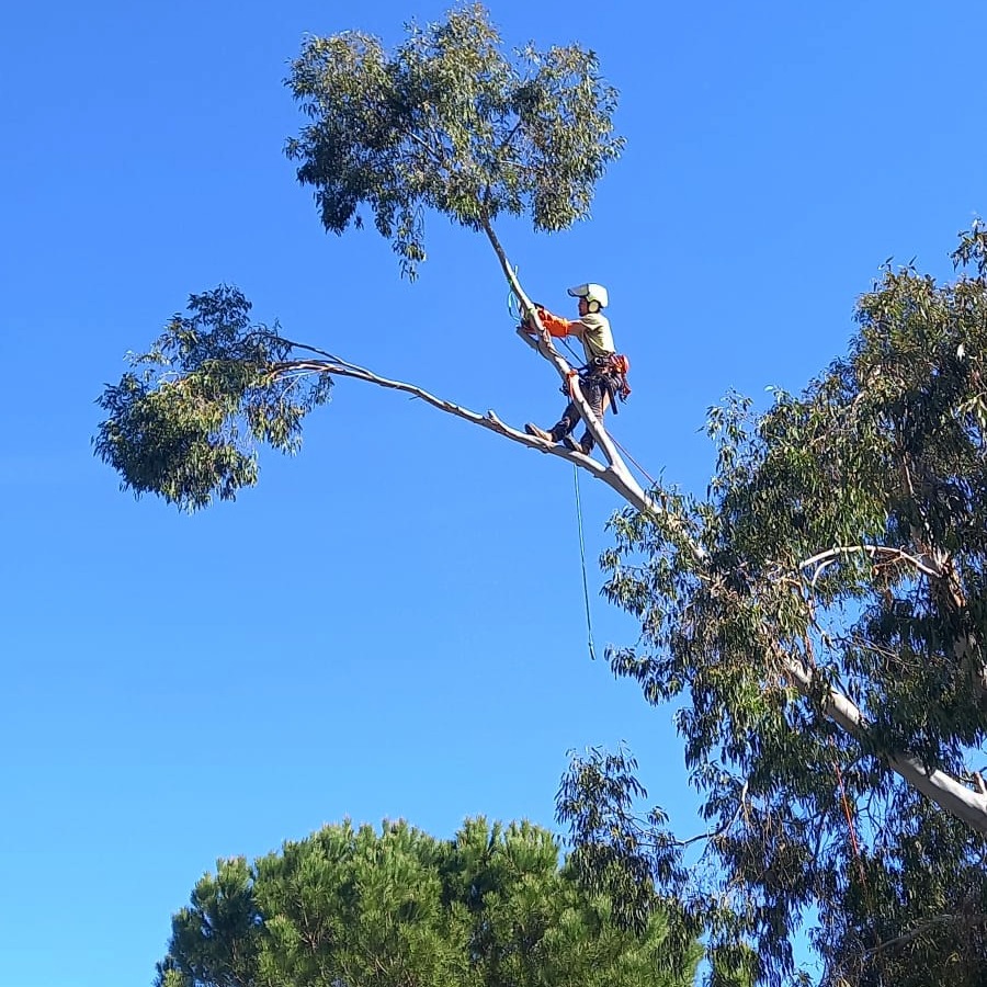 Élagage en hauteur d'un eucalyptus