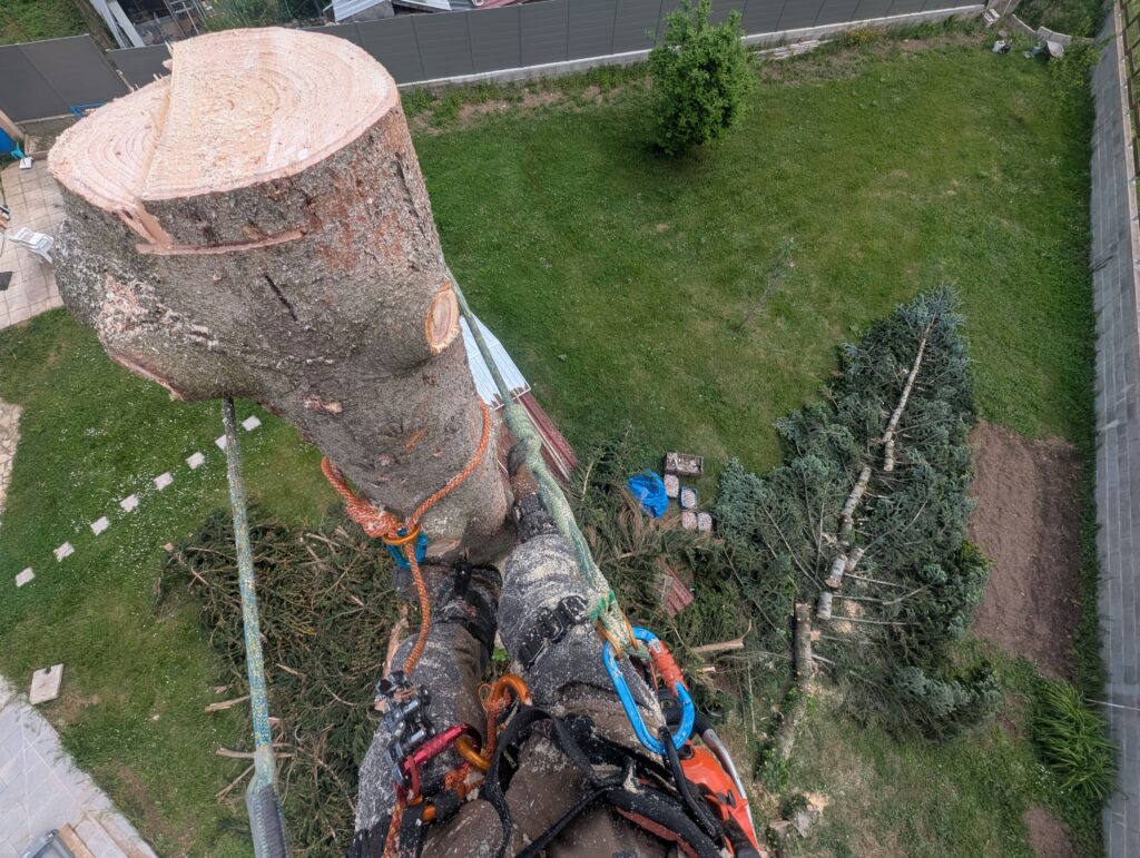 Abattage et démontage d’un arbre en hauteur à proximité d’un bâtiment
